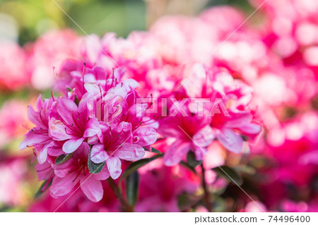 Close up on blooming pink rhododendron flower in spring day Close up on blooming pink rhododendron flower in spring day 74496400