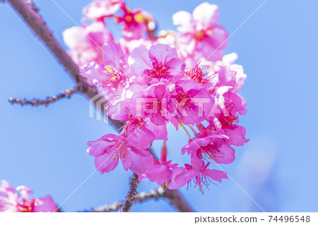 Kawazu cherry blossoms in the Yodo waterway in Kyoto Kawazu cherry blossoms in the Yodo waterway in Kyoto 74496548
