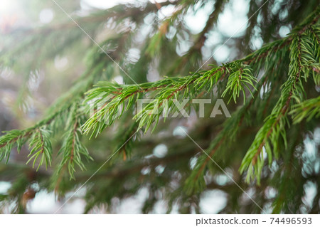 Fresh green fir branches in the forest Fresh green fir branches in the forest 74496593