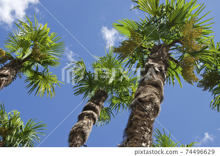 Palm trees are growing toward the blue sky. Palm trees are growing toward the blue sky. 74496629