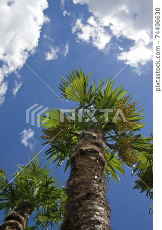 Palm trees are growing toward the blue sky. Palm trees are growing toward the blue sky. 74496630