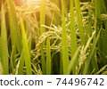 close up rice paddy field 74496742