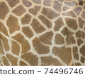 Giraffe skin pattern texture background 74496746