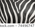 Zebra stripe skin texture background 74496747