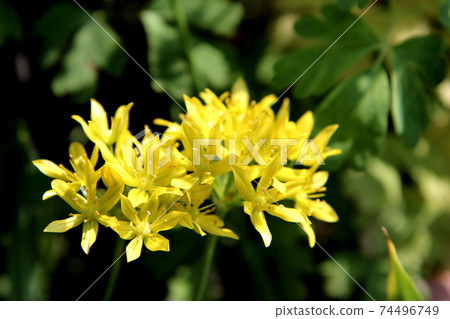 Allium Morley's yellow flowers Allium Morley's yellow flowers 74496749