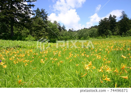 Okase Oi River Marshland Nikko Kishge 74496871
