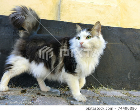 貓/城市貓/哥本哈根貓 74496880