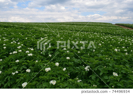 Potato field 74496934