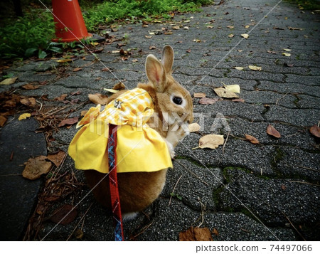 兔子走在一條黃色的裙子 74497066