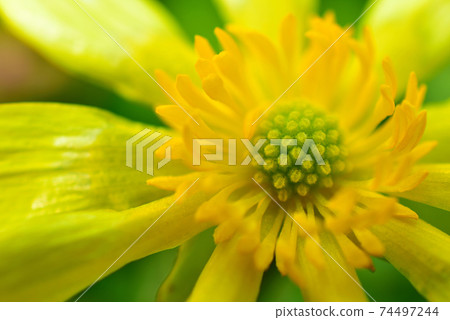 鮮豔的黃色花朵 鮮豔的黃色花朵 74497244
