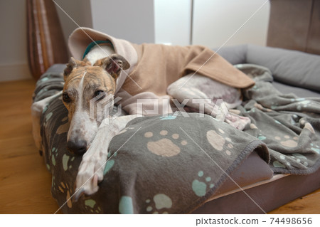 Pet greyhound dog places her paw towards the camera, lying in bed Pet greyhound dog places her paw towards the camera, lying in bed 74498656