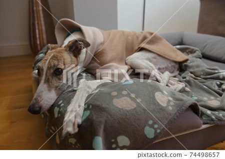 Cute brindle and white pet greyhound wears fleece pyjamas in her bed Cute brindle and white pet greyhound wears fleece pyjamas in her bed 74498657