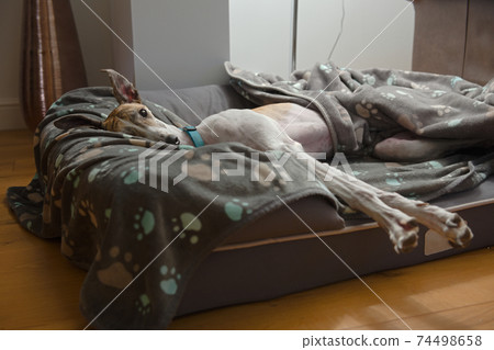 Large pet greyhound stretches with her ears pricked as she lies in bed Large pet greyhound stretches with her ears pricked as she lies in bed 74498658