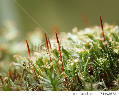Red sporophyte of Common Haircap Moss Red sporophyte of Common Haircap Moss 74498678