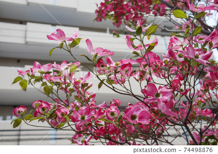 Pink dogwood flower tree in the city Pink dogwood flower tree in the city 74498876