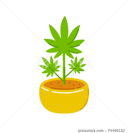 Marijuana weed plant in pot. Vector trendty flat line illustration icon. Isolated on white background. Plant marijuana concept Marijuana weed plant in pot. Vector trendty flat line illustration icon. Isolated on white background. Plant marijuana concept 74499182