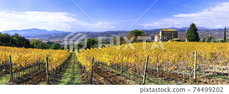 Golden vineyards. Beautiful Tuscany in autumn colors. Italy Golden vineyards. Beautiful Tuscany in autumn colors. Italy 74499202