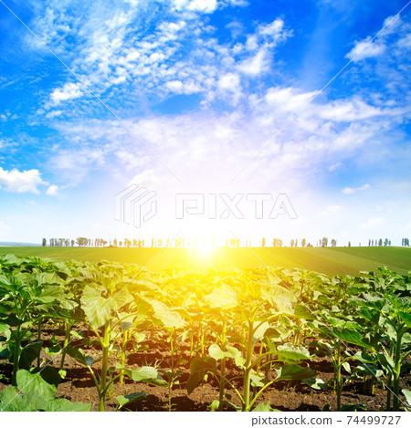 Field with sunflower sprouts in spring 74499727