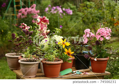 red lily phloxes hydrangea flowers pot plants on green summer garden background red lily phloxes hydrangea flowers pot plants on green summer garden background 74500231