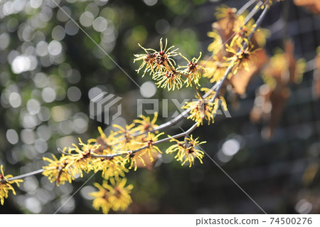 春天的花朵，金縷梅 74500276