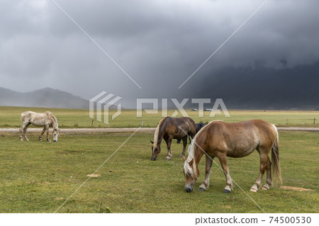 horses in mountain landscape near Castelluccio village in National Park Monte Sibillini, Umbria region, Italy horses in mountain landscape near Castelluccio village in National Park Monte Sibillini, Umbria region, Italy 74500530