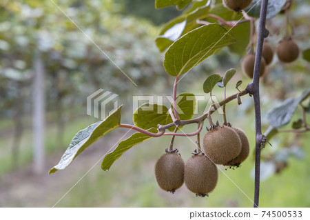 Orchard with kiwi in Marche, Central Italy 74500533