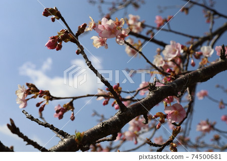 Spider Sakura Early blooming cherry blossoms Spider Sakura Early blooming cherry blossoms 74500681