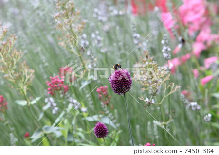 Bumblebee perching on an allium drumstick Bumblebee perching on an allium drumstick 74501384