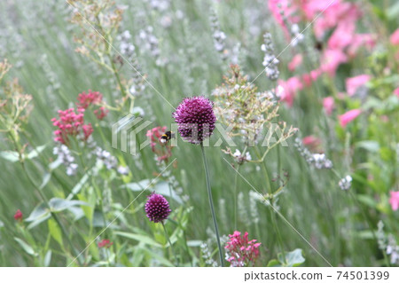 Bumblebee flying on an allium drumstick Bumblebee flying on an allium drumstick 74501399