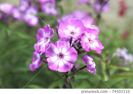 亞多·福克斯Niiro Saki 亞多·福克斯Niiro Saki 74501510