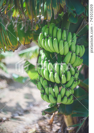 Hot tropical sunlight, blue sky and many fruit-bearing banana trees Hot tropical sunlight, blue sky and many fruit-bearing banana trees 74501609