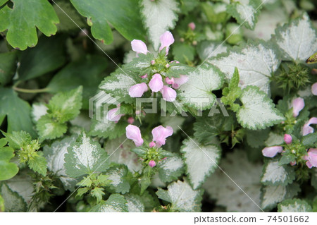 Lamium with a nice color leaf that grows in the shaded flowerbed 74501662