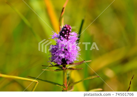 Mizrano沒有oo 74501706