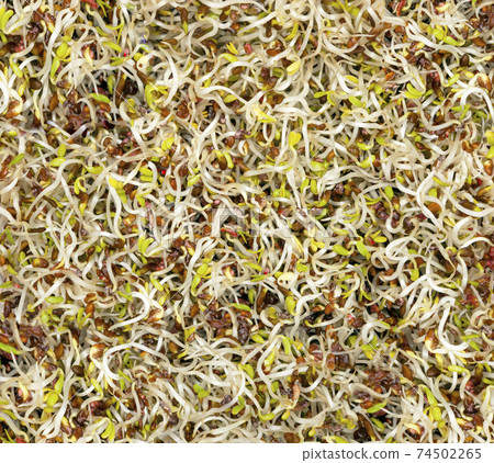 alfalfa sprouts fresh and raw a closeup shot 74502265