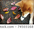 柴犬在散步時享受紅色和黃色的落葉 74503168