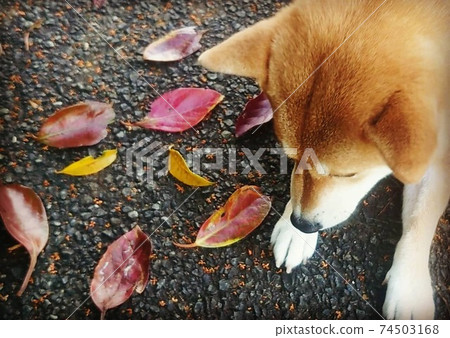 Shiba Inu enjoying red and yellow fallen leaves during a walk 74503168