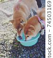 柴犬和兩個好朋友散步時喝水 74503169