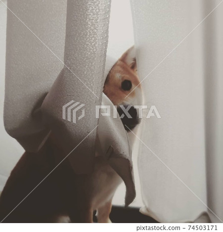 我感覺到了視線，所以當我回頭看時，柴犬就躲在窗簾後面看著我。 74503171