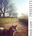 柴犬早上獨自享受公園 74503173