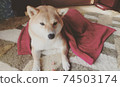 睡覺時，柴犬總是蓋毯子 74503174