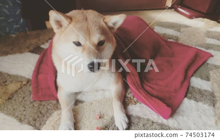 睡覺時，柴犬總是蓋毯子 74503174