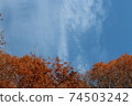 街角的風景。深秋的倉木公園。秋季樹木和藍天2。 74503242