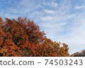 街角的風景。深秋的倉木公園。秋天的樹木和藍藍的天空3。 74503243