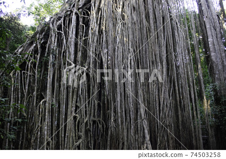 澳大利亞阿瑟頓高原的無花果無花果 澳大利亞阿瑟頓高原的無花果無花果 74503258