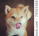 柴犬（Shiba Inu）在家人吃飯時通過舔鼻子吸引人 74503368