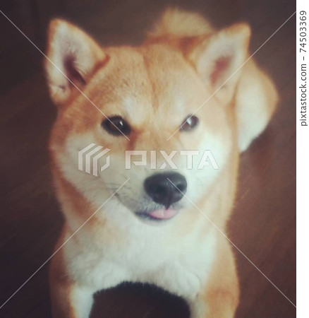 Shiba Inu that appeals with his tongue out when his family is eating Shiba Inu that appeals with his tongue out when his family is eating 74503369