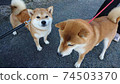 總是和兩個好朋友柴犬一起散步 74503370