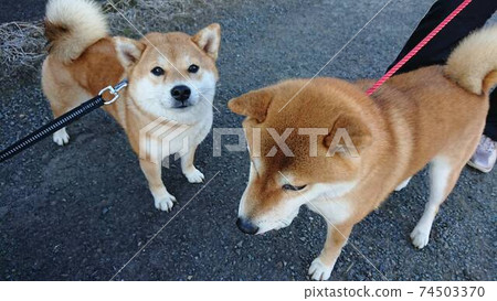 總是和兩個好朋友柴犬一起散步 74503370