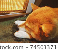 柴犬（Shiba Inu）佔用電爐並保持良好睡眠 74503371