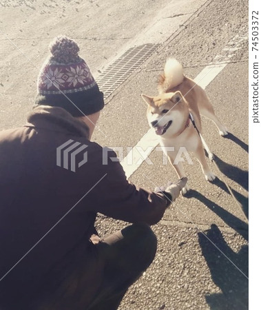Shiba Inu giving a morning greeting with his favorite grandpa Shiba Inu giving a morning greeting with his favorite grandpa 74503372